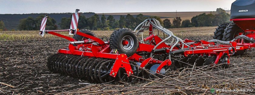 Хорш Тайгер