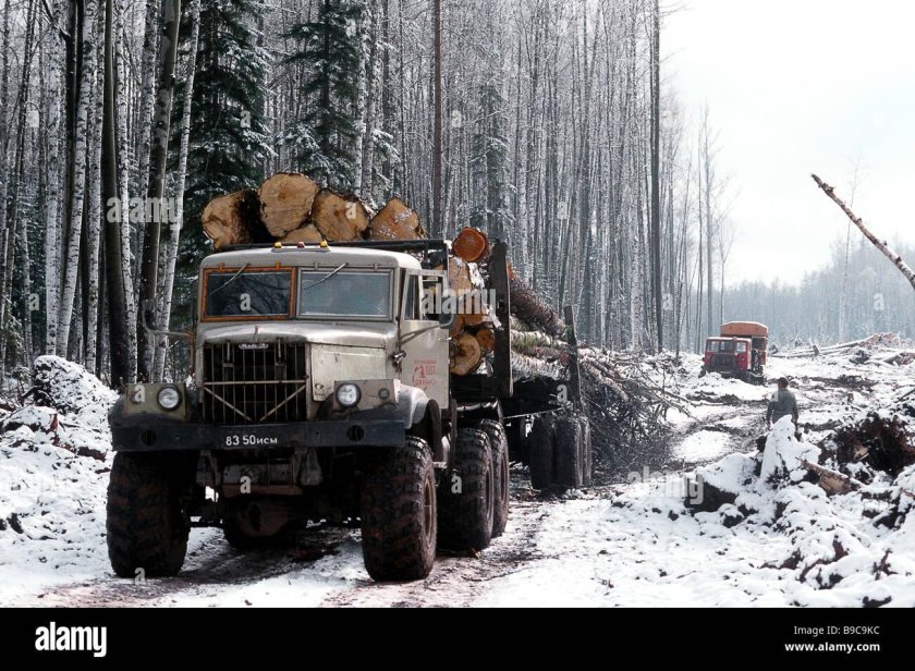 КРАЗ 255 хлыстовоз