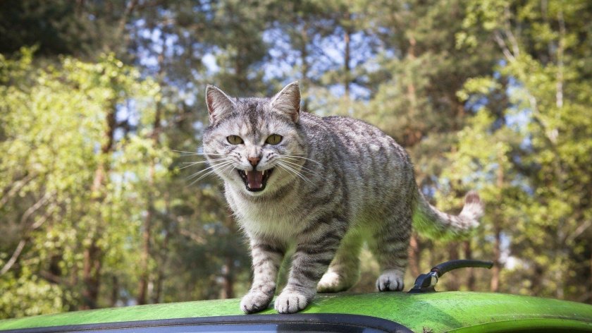 Кот в машине