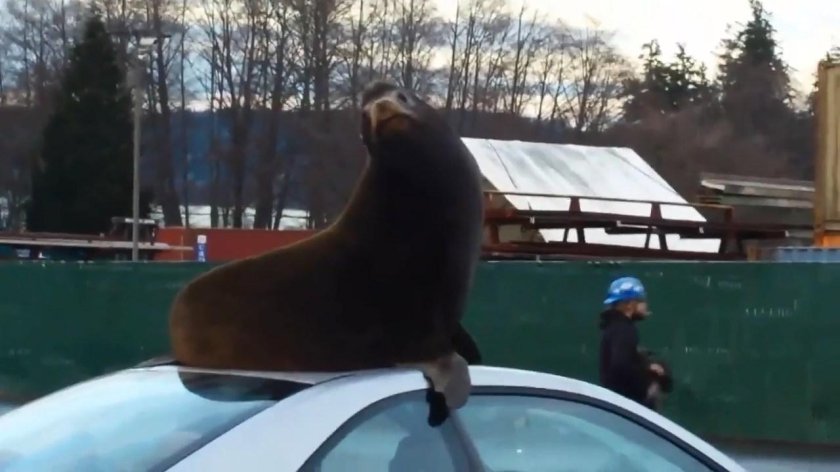 Морской Лев на машине