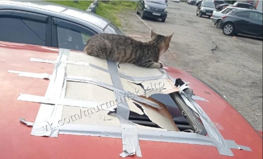 Кот на крыше машины