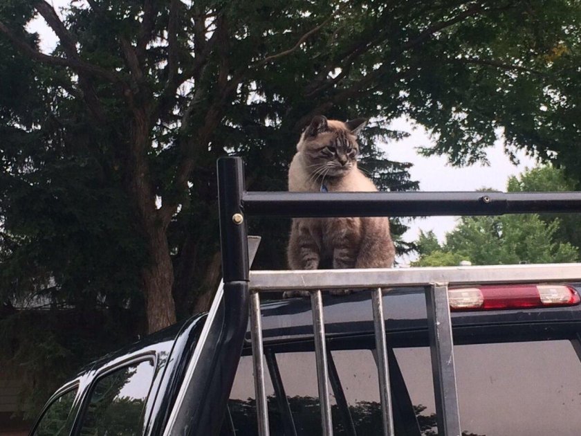 Прыгающая кошка