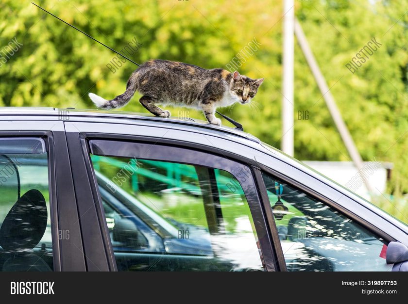 Кошка на крыше машины