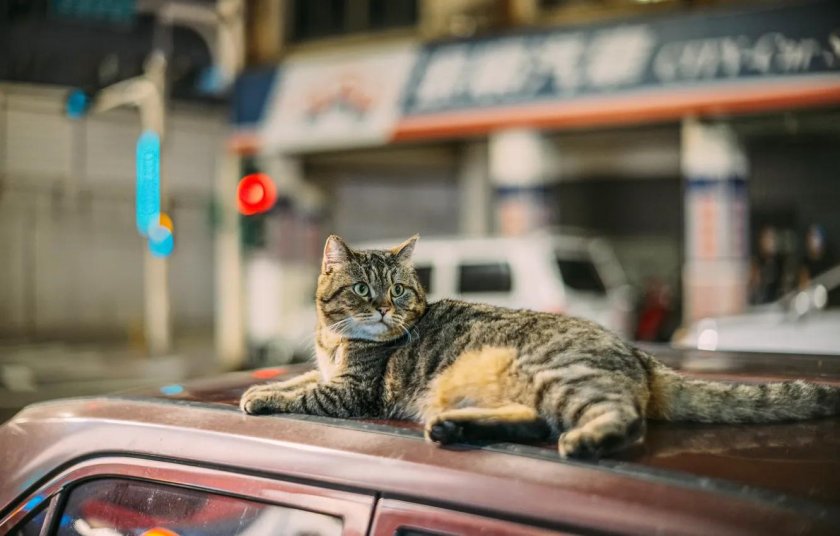 Кот на крыше машины