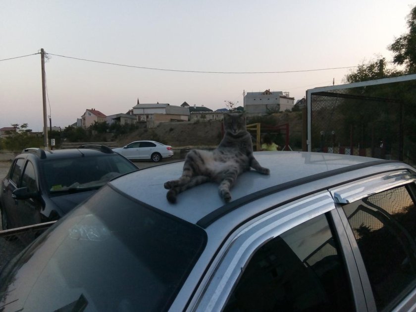 Кот на крыше машины