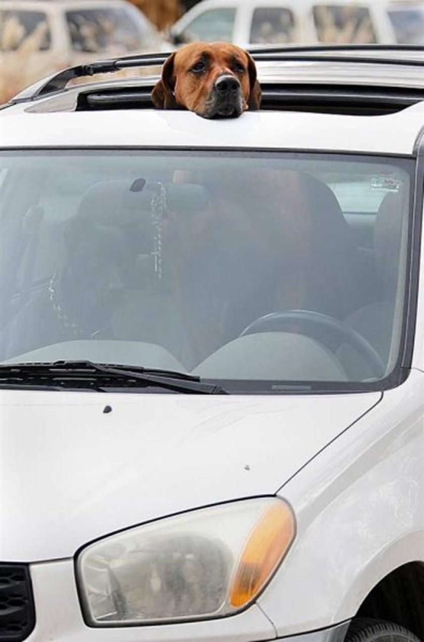 Собака в люке машины