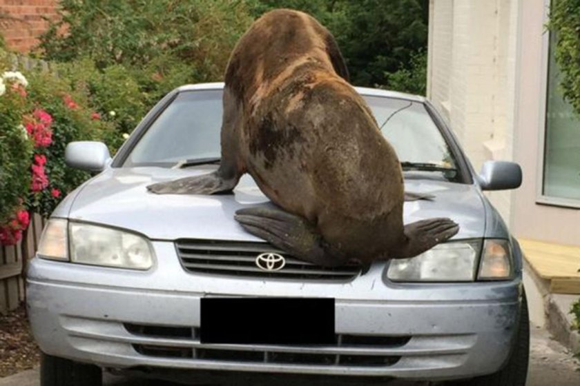 Животные и автомобили