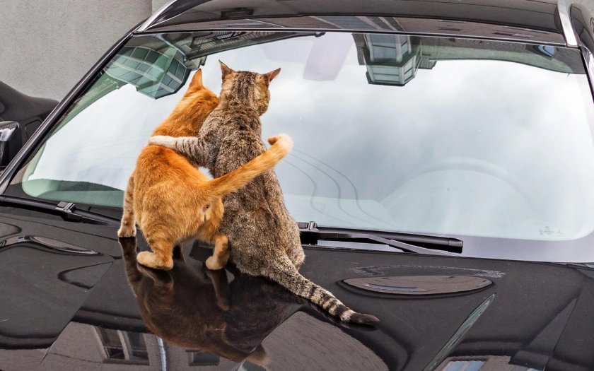 Кошка в машине