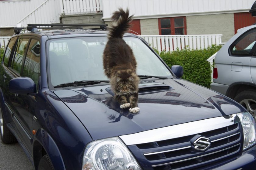 Кот в машине