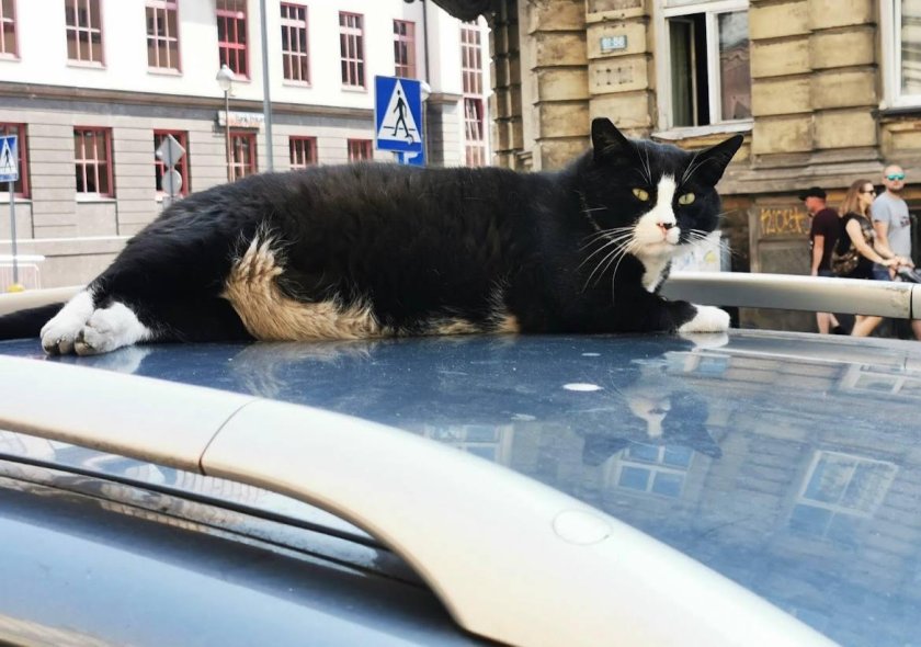 Уличный кот