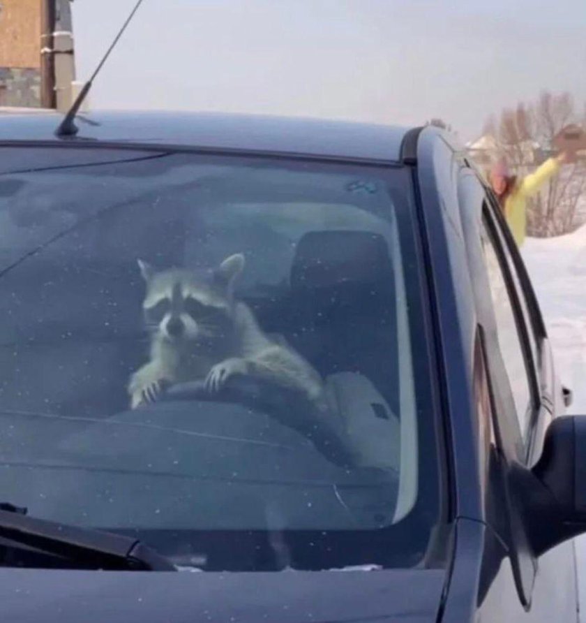 Енот в машине