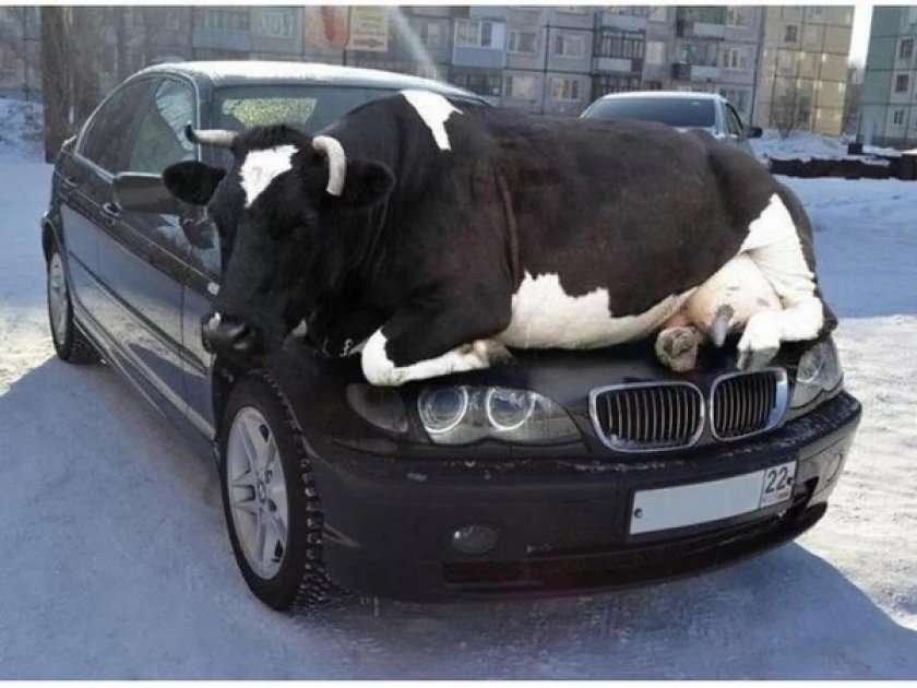 Корова на БМВ