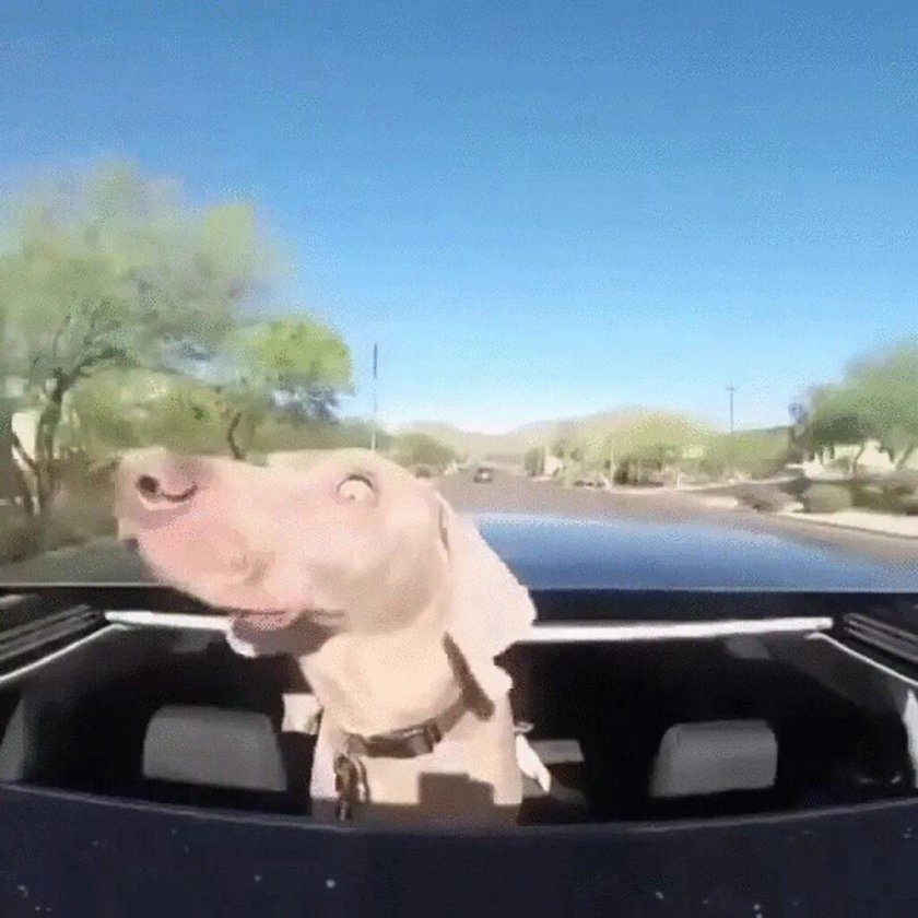 Собака в люке машины