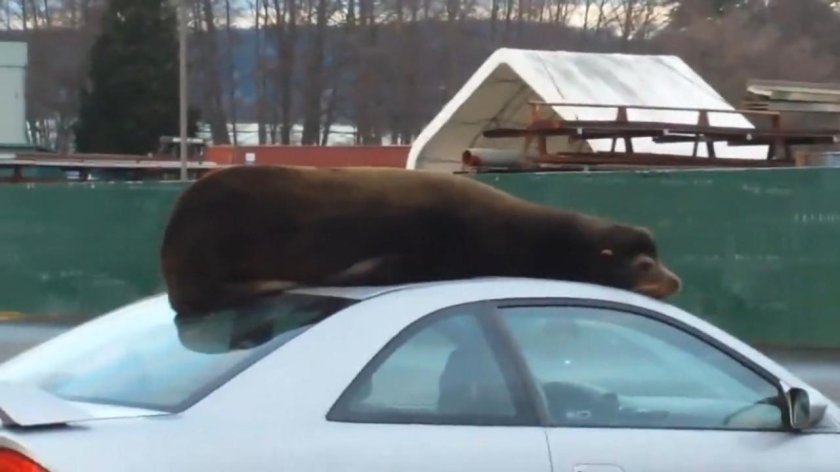 Лев на крыше авто