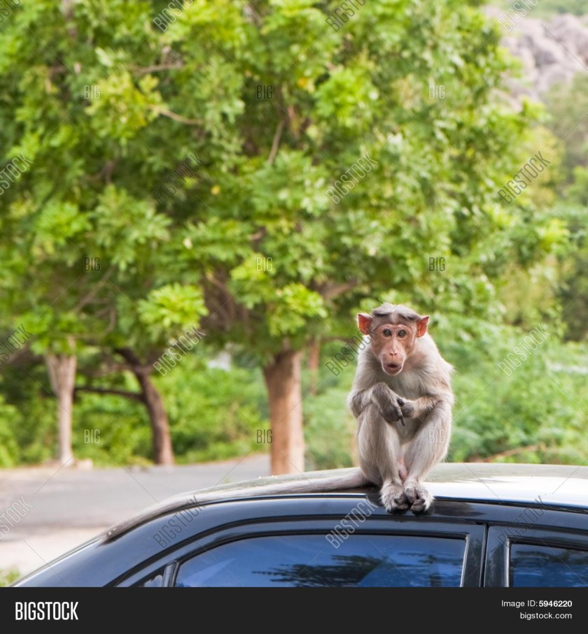 Макака в машине