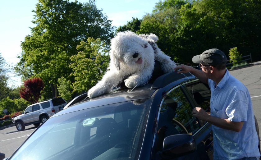 Собака на крыше автомобиля