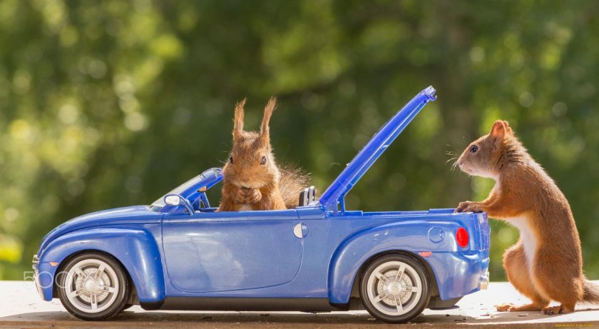 Белочка машина