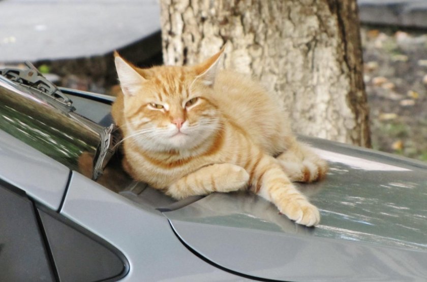 Кот на капоте