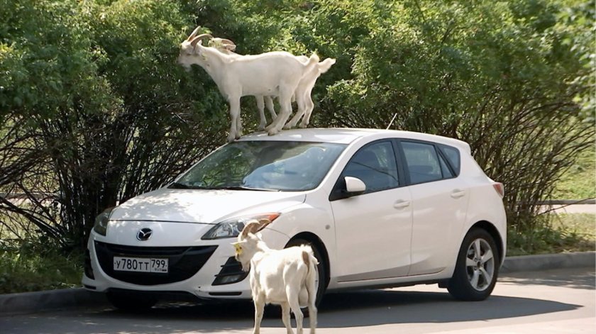 Козлы в Бутово