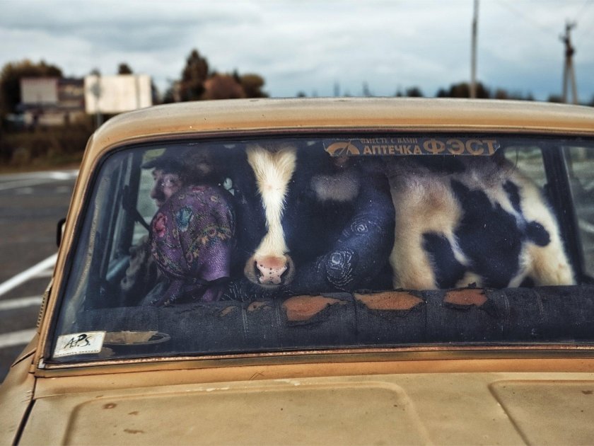 Корова в машине