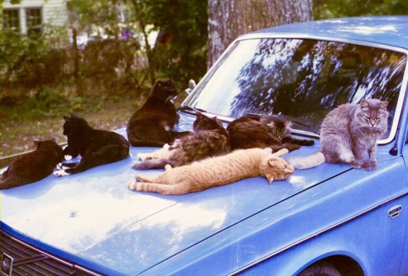 Кот в машине