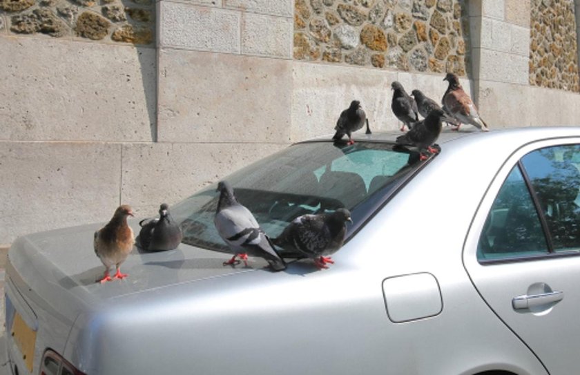 Голуби на крыше машины