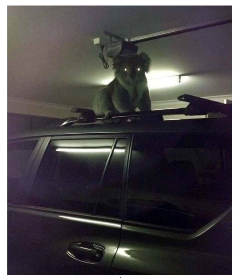 Коала в машине