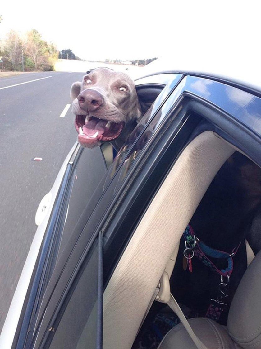 Собака в машине