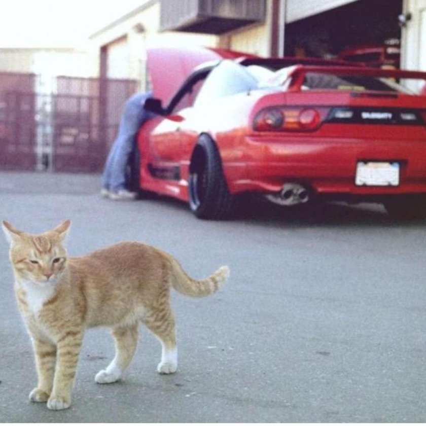 Кот рядом с машиной