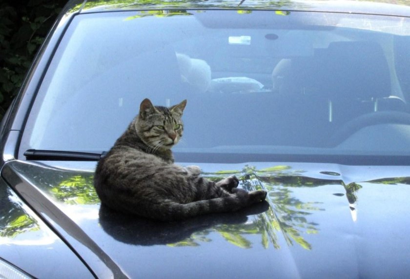 Котик в машине