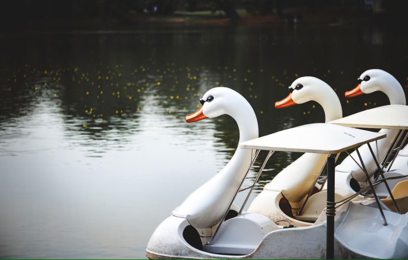 Фотография лебедь лодочки фотография