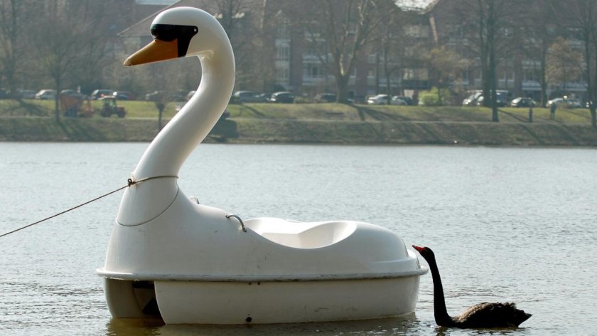 Катамаран белый лебедь