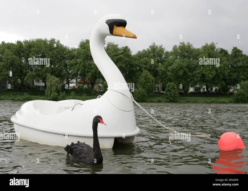 Катамаран в виде лебедя