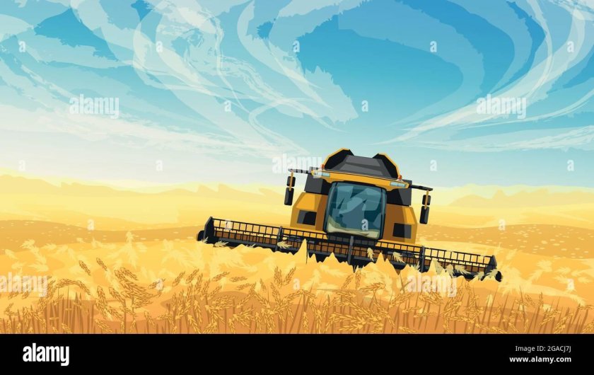 Комбайн убирает пшеницу