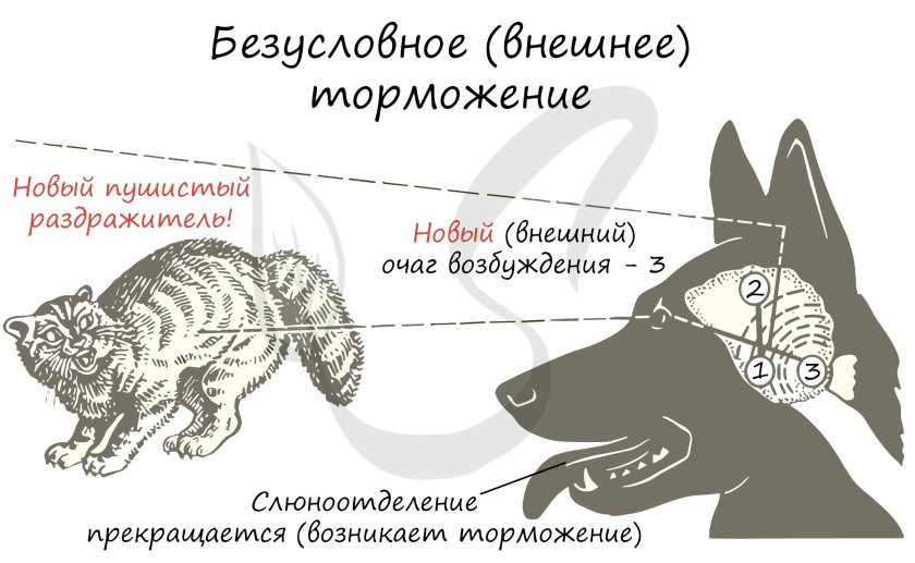 Примеры торможения условных рефлексов