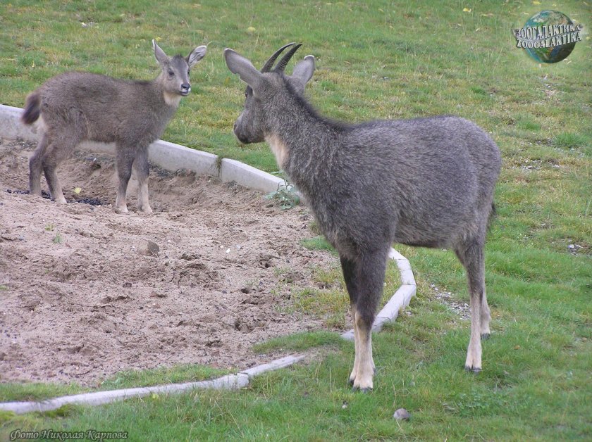 Амурская антилопа горал