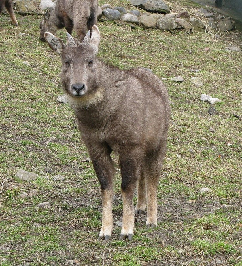 Амурский горал