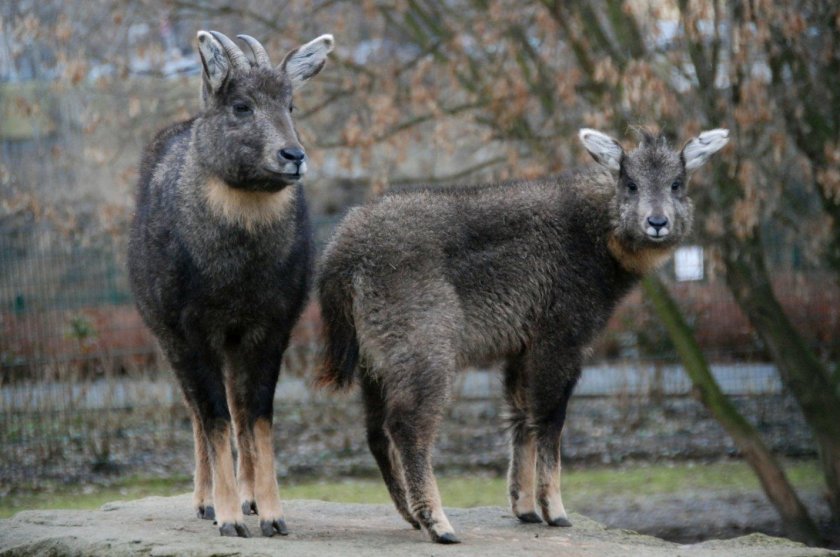 Горал амурский