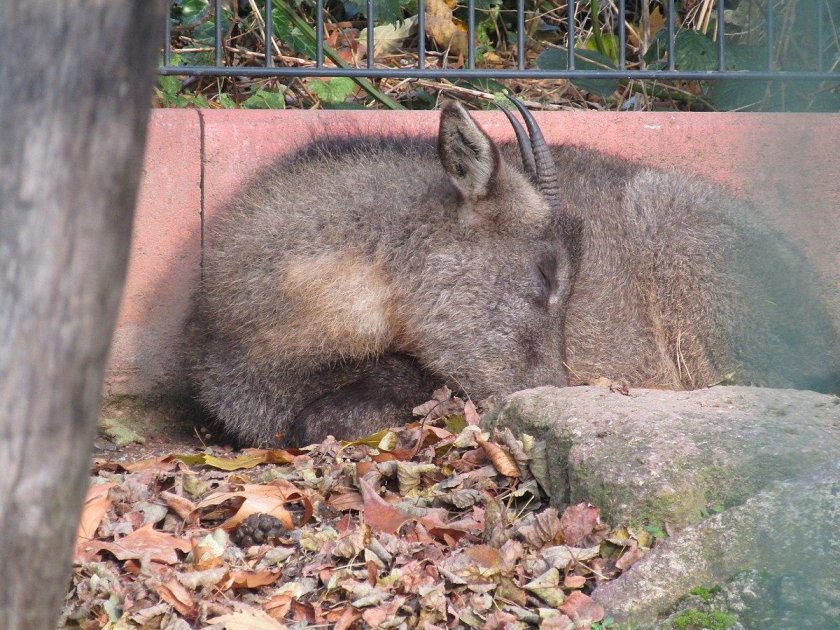 Дрезденский зоопарк