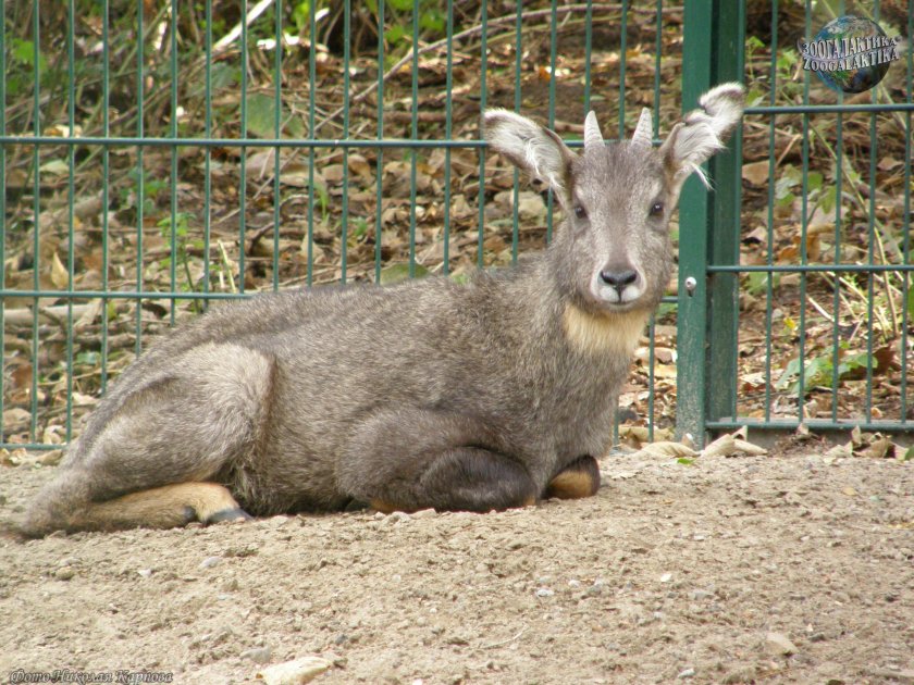 Амурский горал nemorhaedus caudatus
