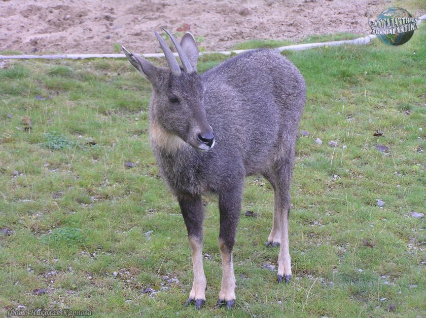 Горал амурский