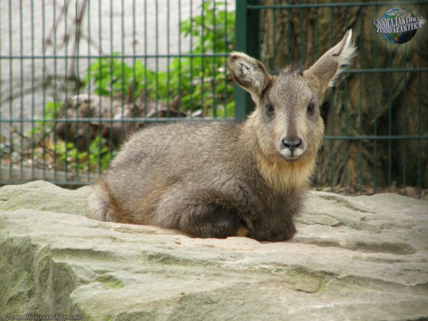 Амурская антилопа горал