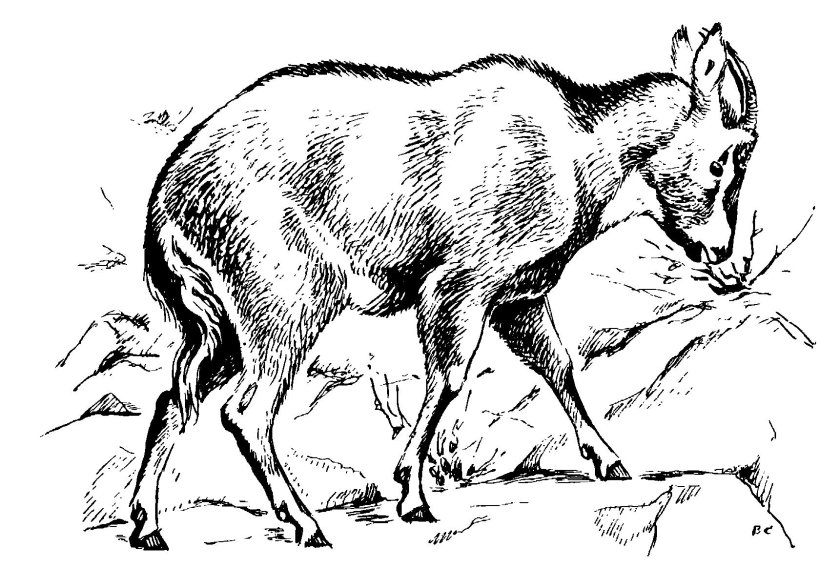 Амурский горал рисунок