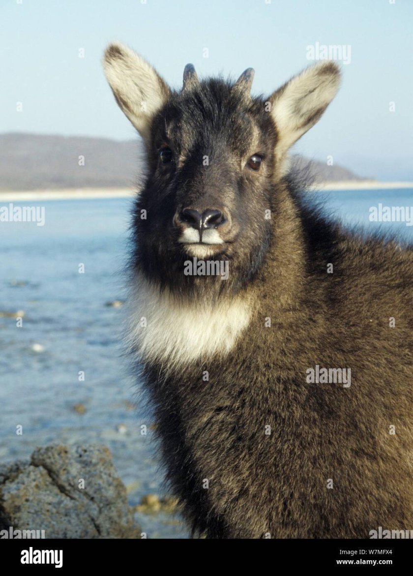 Амурский горал Nemorhaedus caudatus