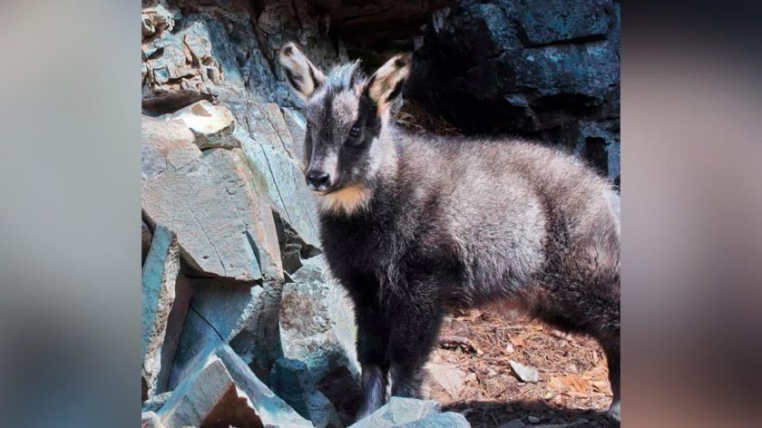 Горал ареал