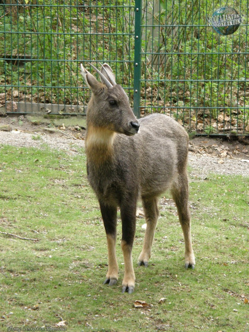 Амурская антилопа горал