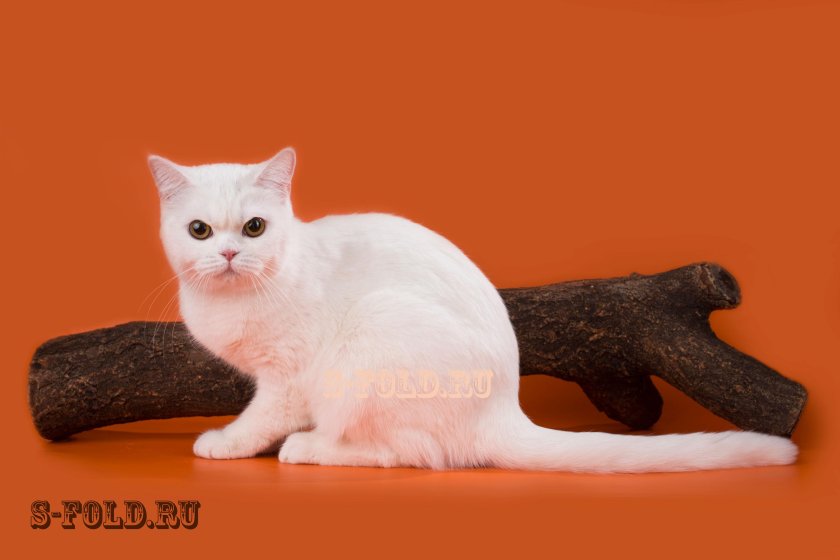 Orange and White Cat