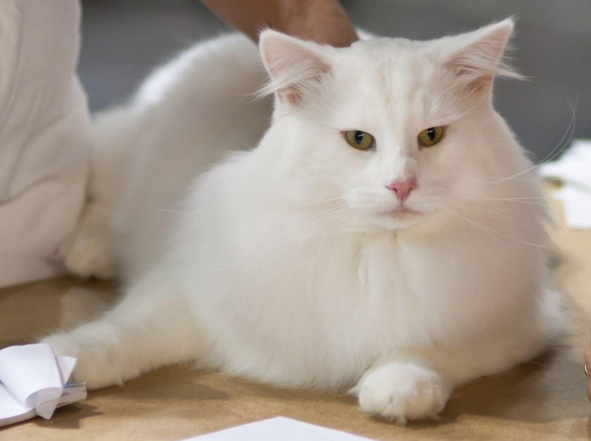 Турецкая ангора с разными глазами