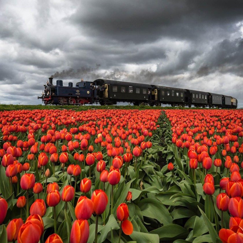 Нидерланды тюльпановые поля