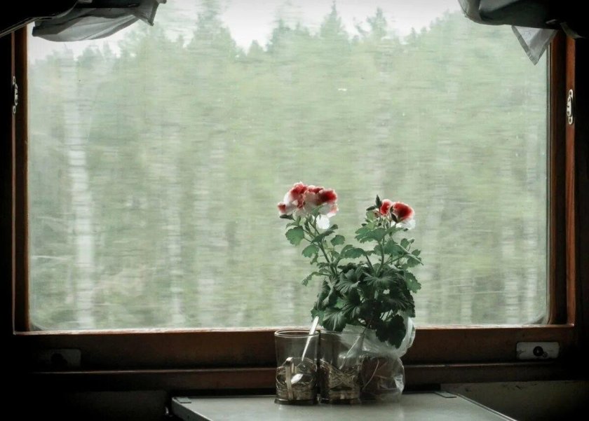 Поезд цветы